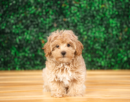 10 week old Maltipoo Puppy For Sale - Puppy Love PR