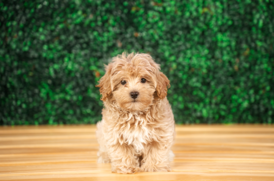 Cute Maltipoo Poodle Mix Pup
