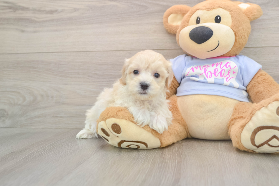 Happy Maltipoo Baby