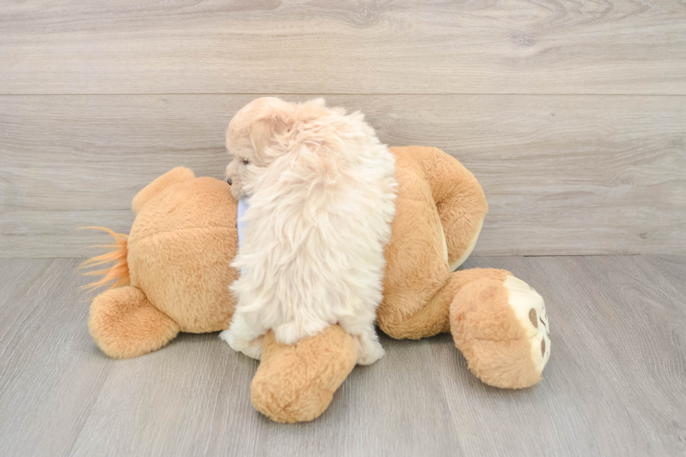 Maltipoo Pup Being Cute