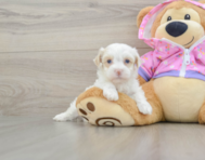 8 week old Maltipoo Puppy For Sale - Puppy Love PR