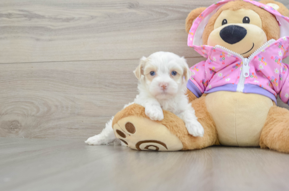 7 week old Maltipoo Puppy For Sale - Puppy Love PR