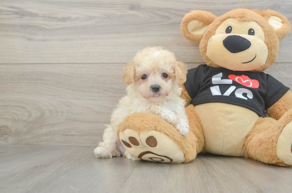 6 week old Maltipoo Puppy For Sale - Puppy Love PR