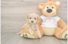 Best Maltipoo Baby