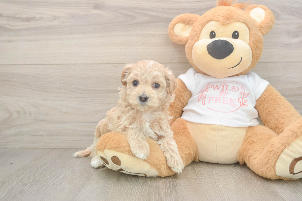 Best Maltipoo Baby