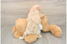 Small Maltipoo Baby
