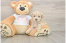 Maltipoo Pup Being Cute