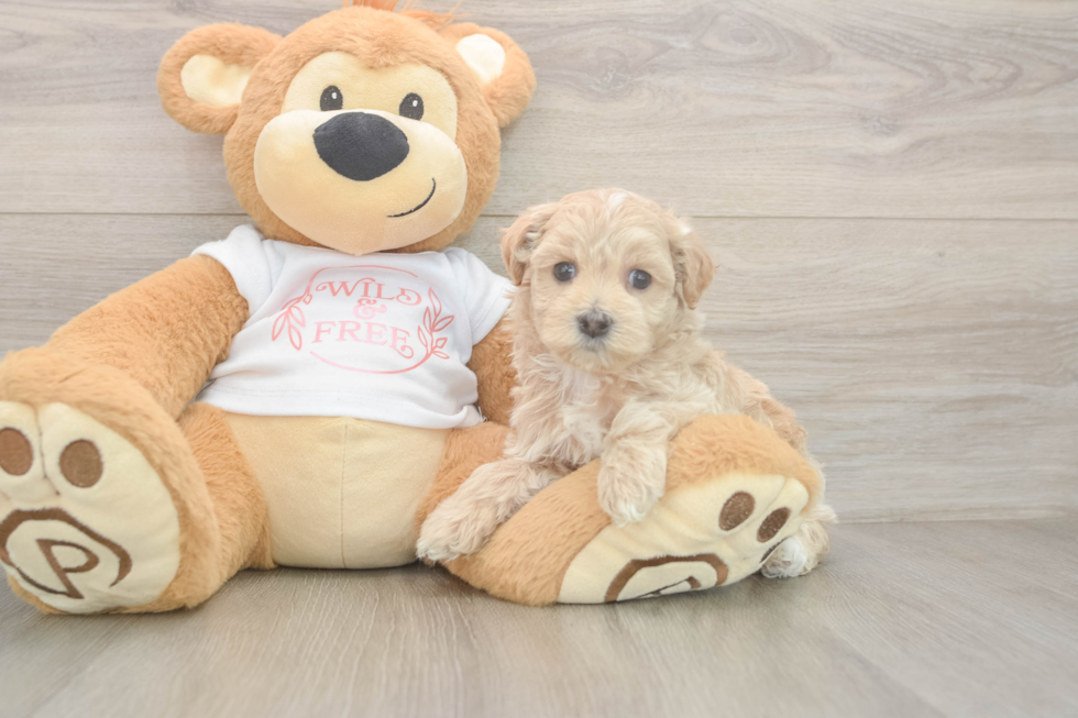 Maltipoo Pup Being Cute