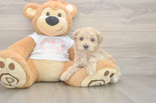 Maltipoo Pup Being Cute