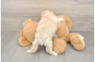Popular Maltipoo Poodle Mix Pup