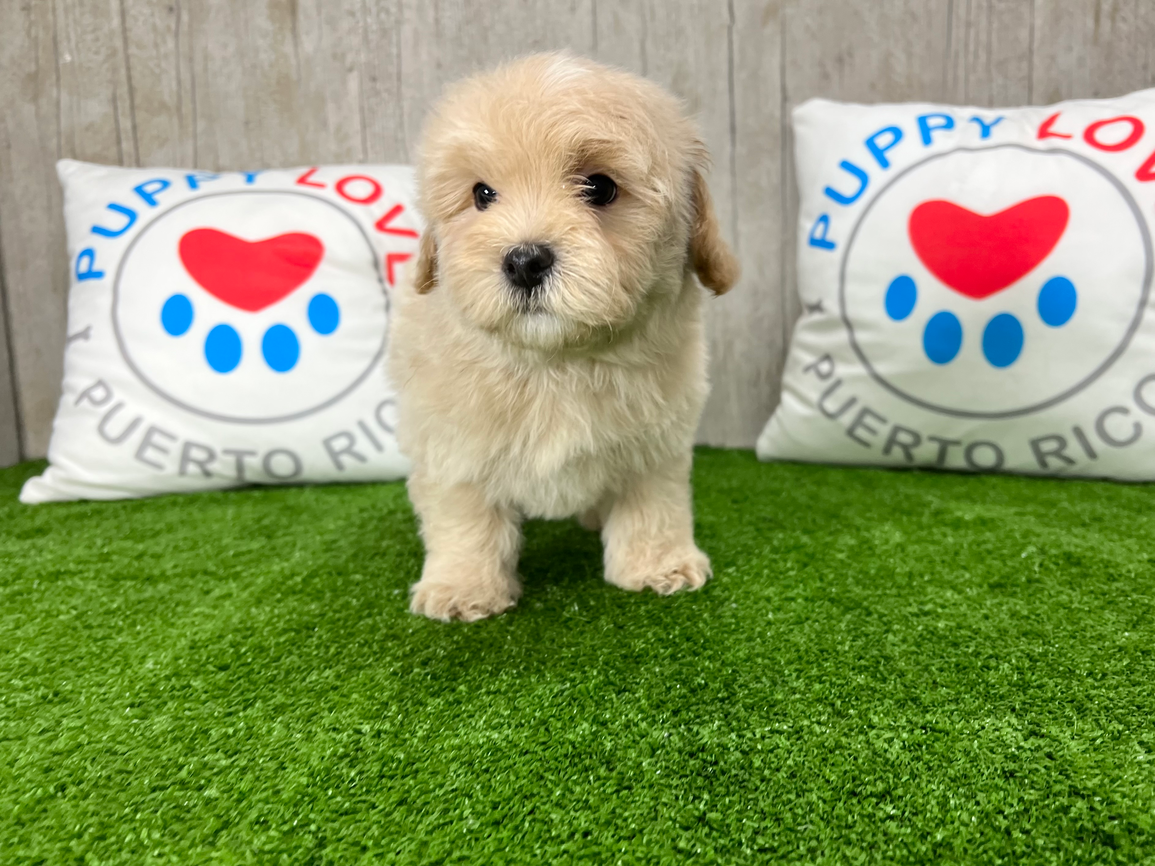 Maltipoo Puppy for Adoption