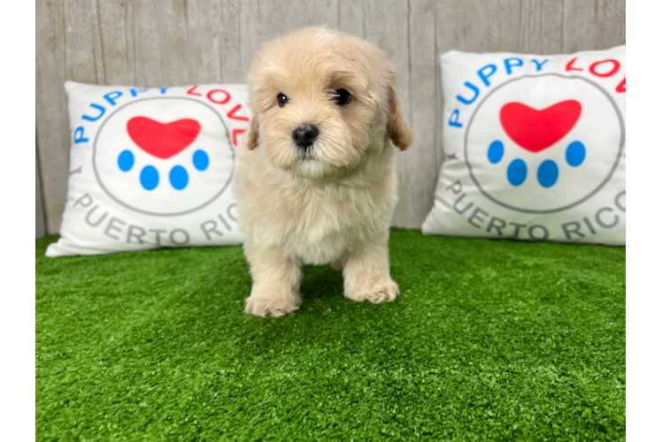 Meet Miso - our Maltipoo Puppy Photo 1/3 - Puppy Love PR Maltipoo Puppy for Adoption