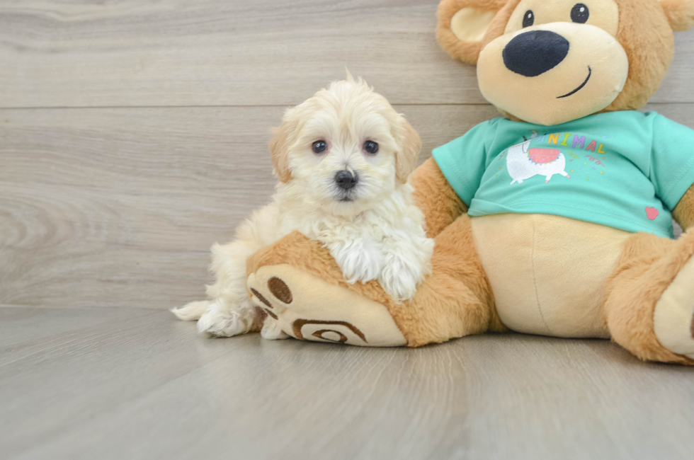 5 week old Maltipoo Puppy For Sale - Puppy Love PR