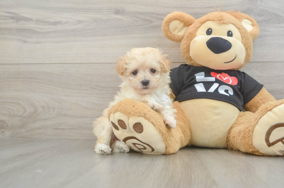 6 week old Maltipoo Puppy For Sale - Puppy Love PR