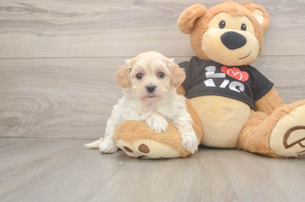 7 week old Maltipoo Puppy For Sale - Puppy Love PR