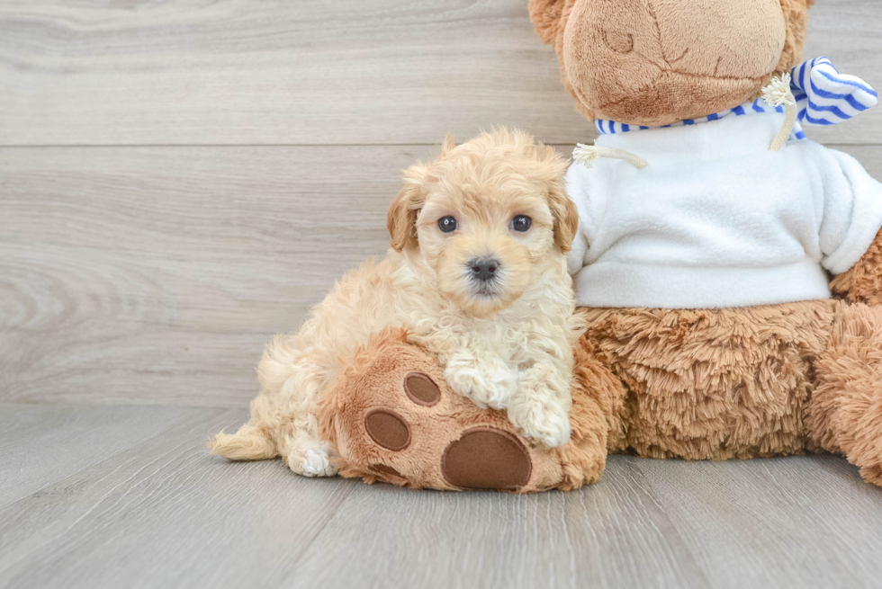 Maltipoo Pup Being Cute