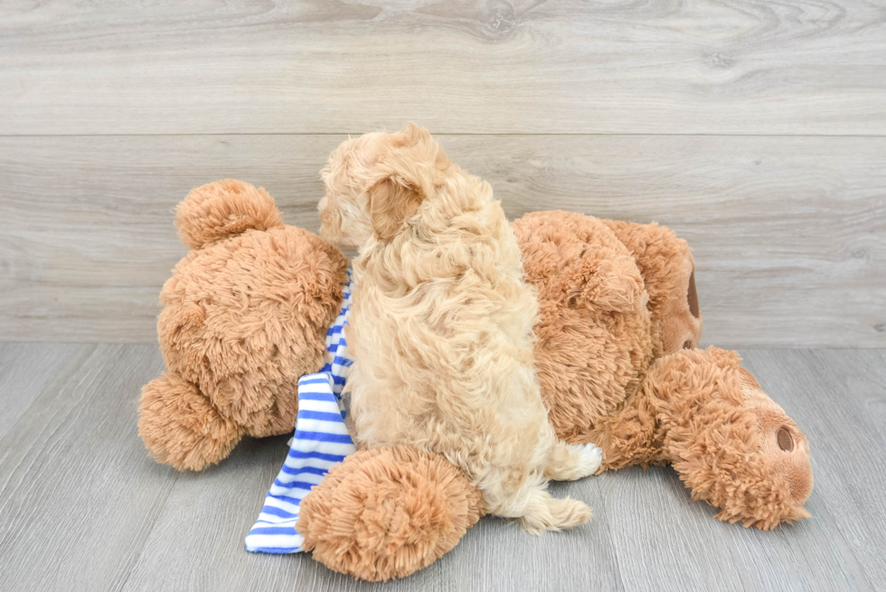 Maltipoo Pup Being Cute