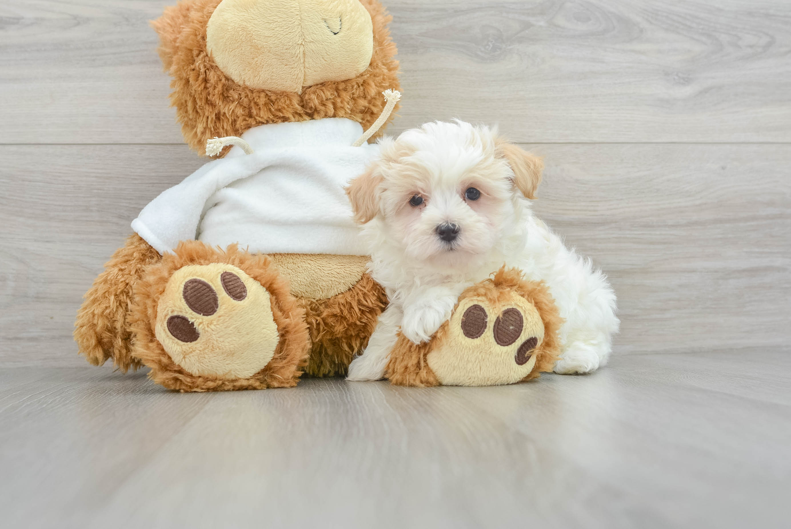 Energetic Maltese Poodle Poodle Mix Puppy