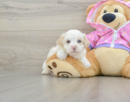 7 week old Maltipoo Puppy For Sale - Puppy Love PR