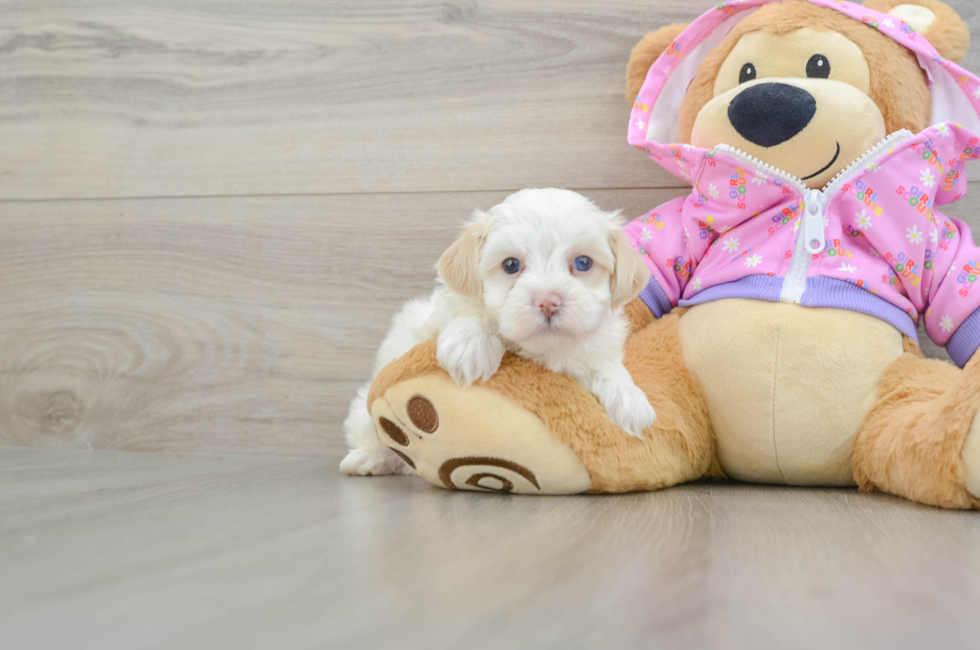 7 week old Maltipoo Puppy For Sale - Puppy Love PR