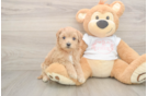 Adorable Malt Oodle Poodle Mix Puppy