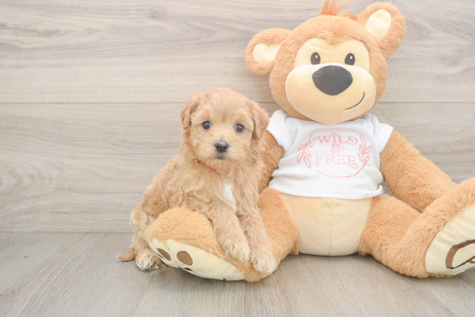 Adorable Malt Oodle Poodle Mix Puppy