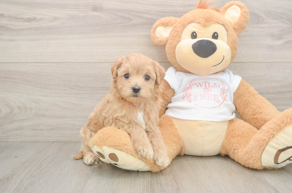 5 week old Maltipoo Puppy For Sale - Puppy Love PR