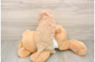 Playful Maltese Poodle Poodle Mix Puppy