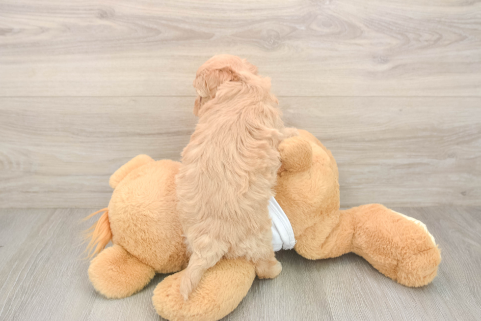 Playful Maltese Poodle Poodle Mix Puppy