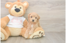Best Maltipoo Baby