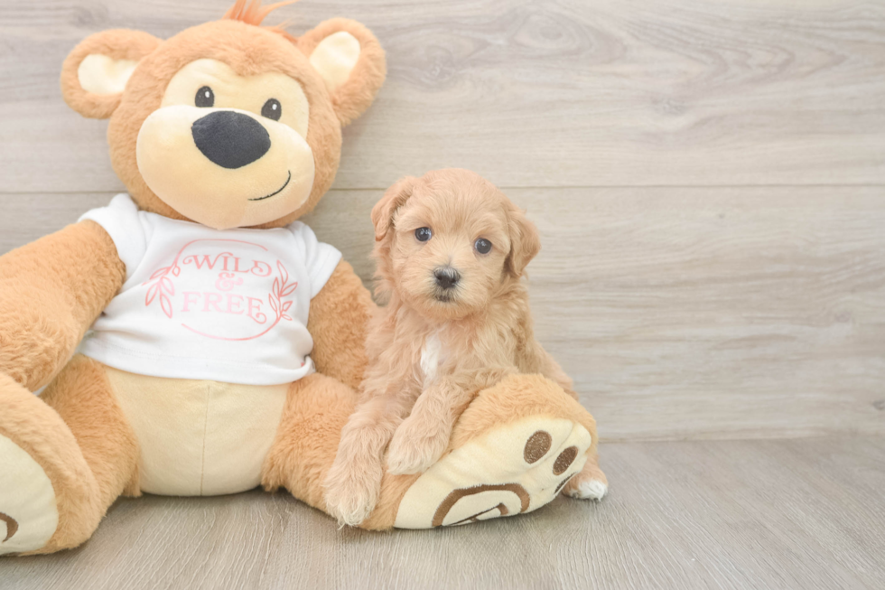 Best Maltipoo Baby