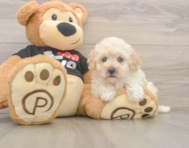 8 week old Maltipoo Puppy For Sale - Puppy Love PR