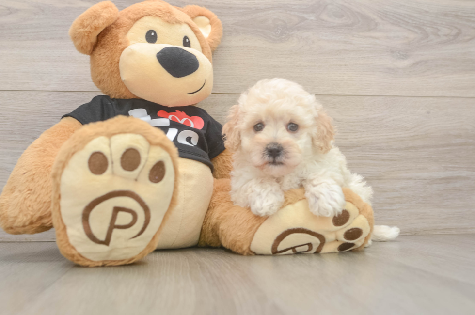 7 week old Maltipoo Puppy For Sale - Puppy Love PR
