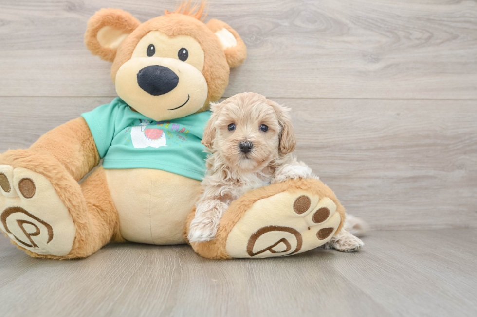 Friendly Maltipoo Baby