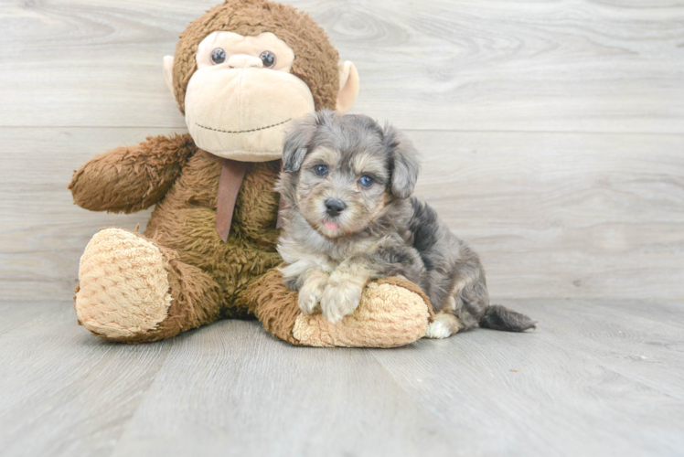 Cute Maltipoo Poodle Mix Pup