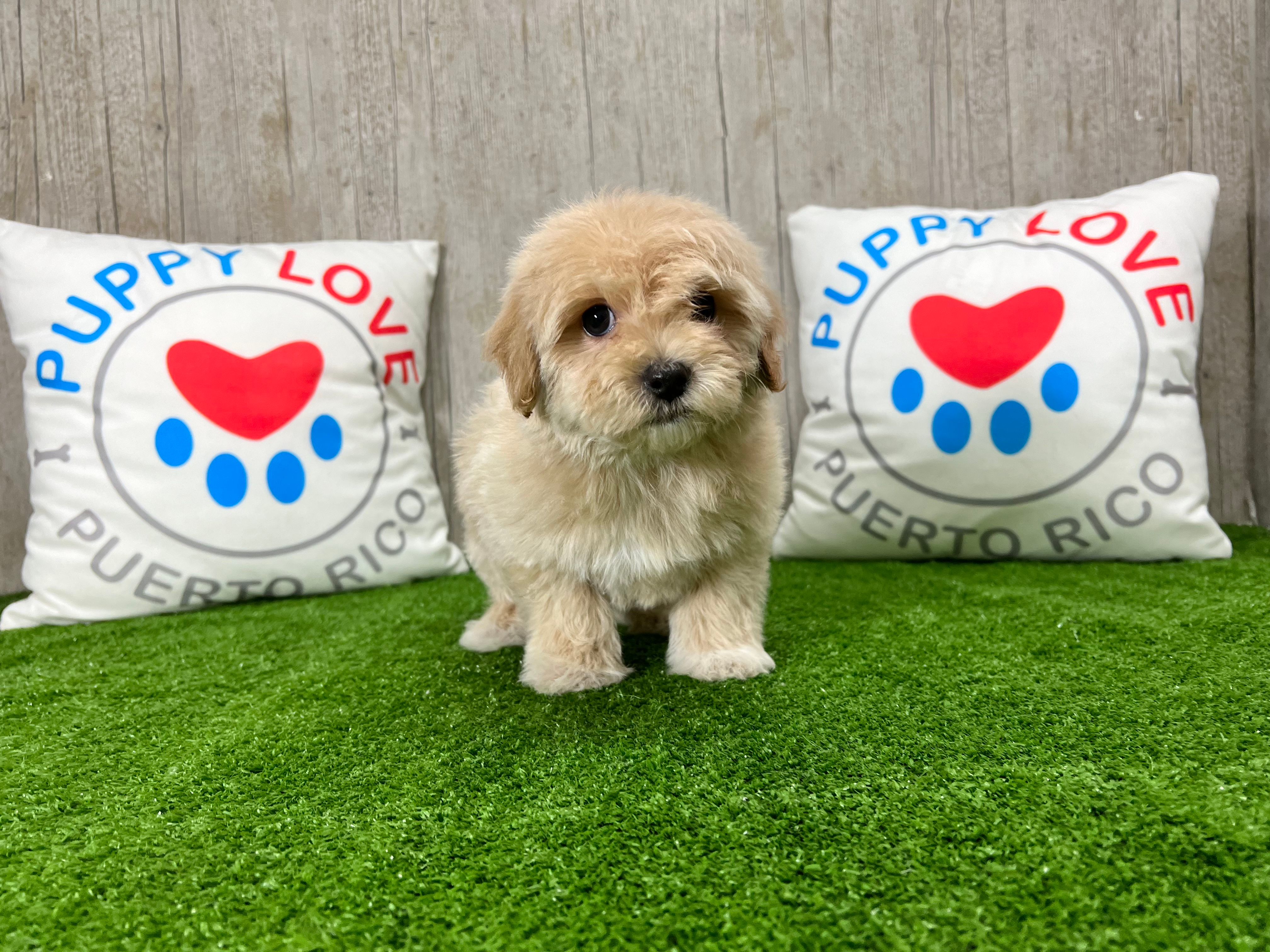 Maltipoo Puppy for Adoption