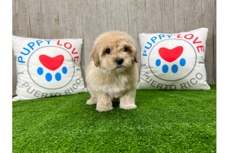 Meet Mitch - our Maltipoo Puppy Photo 1/3 - Puppy Love PR Maltipoo Puppy for Adoption