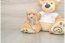Maltipoo Puppy for Adoption