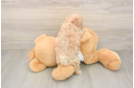 Adorable Moodle Poodle Mix Puppy