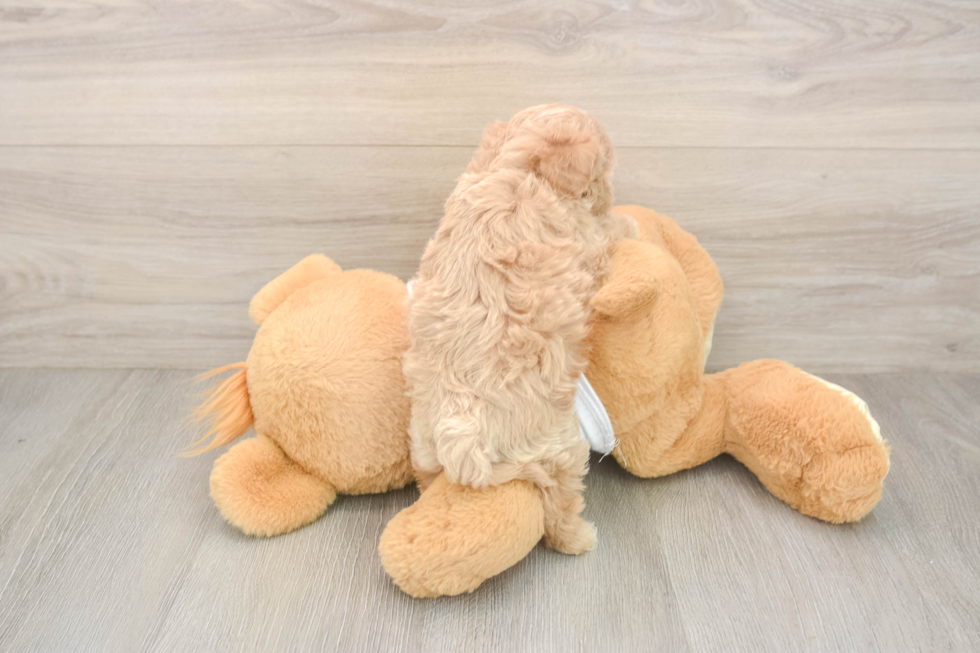 Adorable Moodle Poodle Mix Puppy
