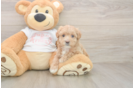 Petite Maltipoo Poodle Mix Pup