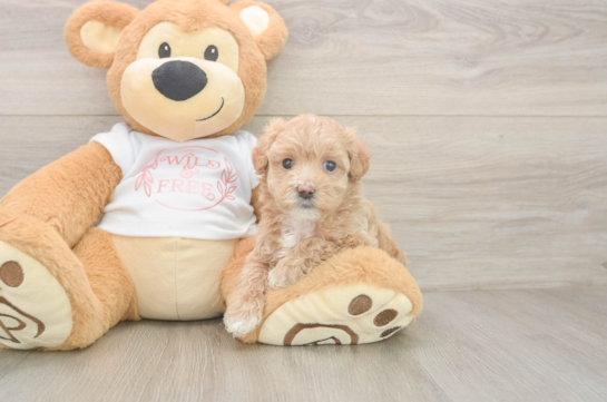 Petite Maltipoo Poodle Mix Pup