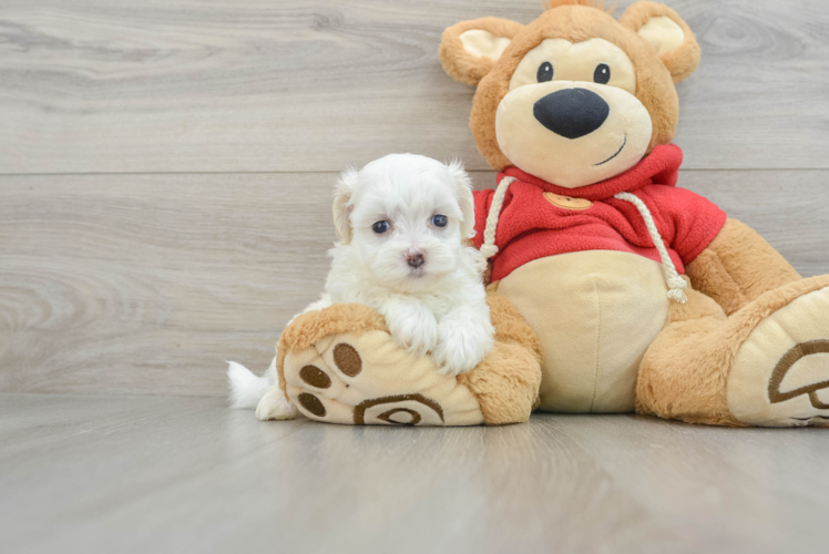 Maltipoo Pup Being Cute