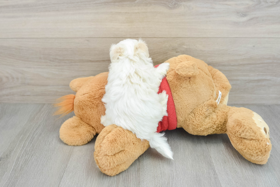 Petite Maltipoo Poodle Mix Pup