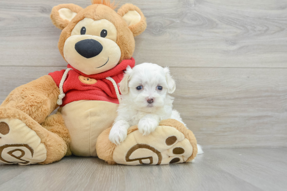 Sweet Maltipoo Baby