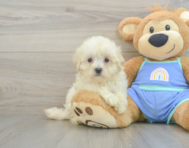 8 week old Maltipoo Puppy For Sale - Puppy Love PR