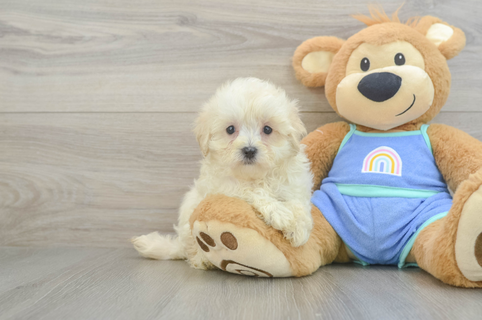8 week old Maltipoo Puppy For Sale - Puppy Love PR