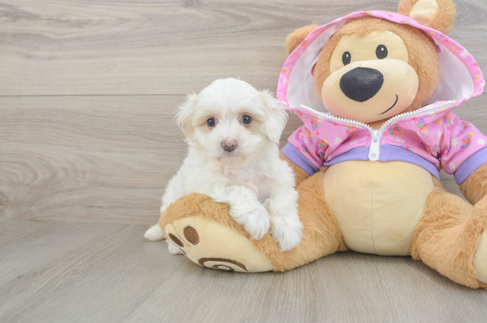 5 week old Maltipoo Puppy For Sale - Puppy Love PR