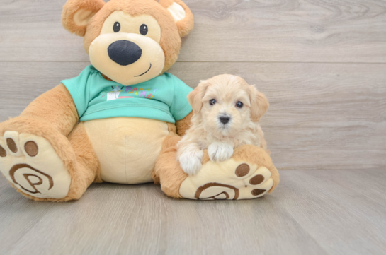 Maltipoo Puppy for Adoption