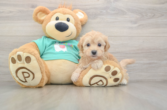 Energetic Malt Oodle Poodle Mix Puppy